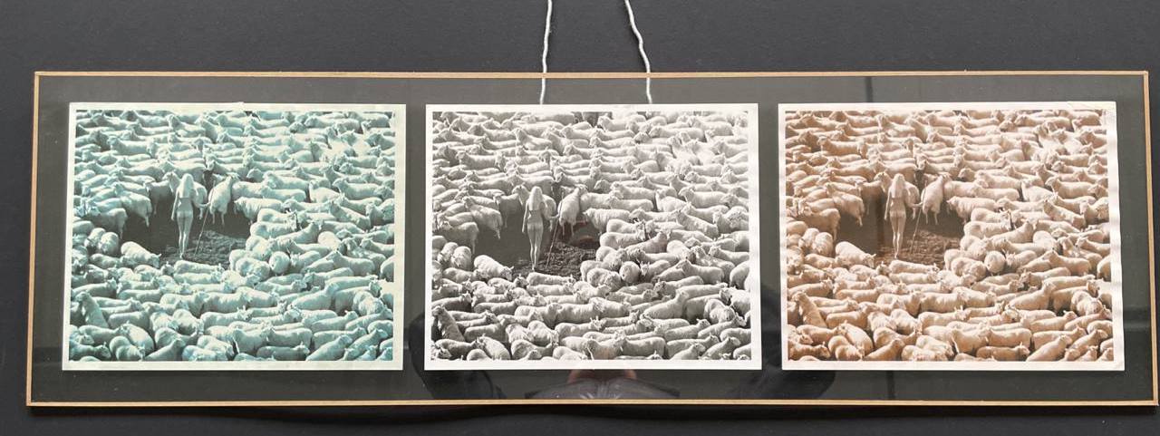 Trois photos de la bergère nue et entourée de moutons, tryptique par Michael Joseph