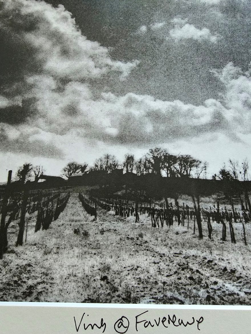 Vineyard at Favereau - dramatic cloudy sky beyond, black and white darkroom print, Kodalith by Michael Joseph