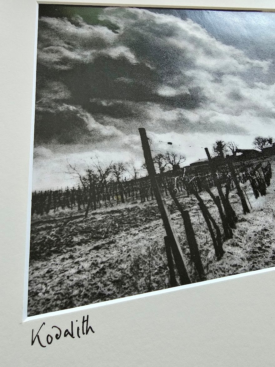 Vineyard at Favereau - dramatic cloudy sky beyond, black and white darkroom print, Kodalith by Michael Joseph