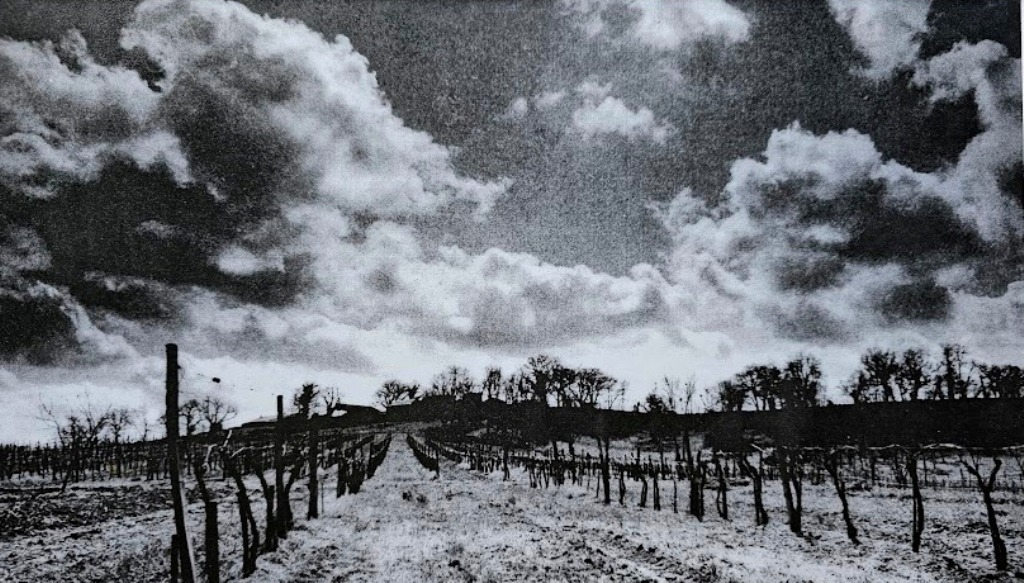Vineyard at Favereau - dramatic cloudy sky beyond, black and white darkroom print, Kodalith by Michael Joseph