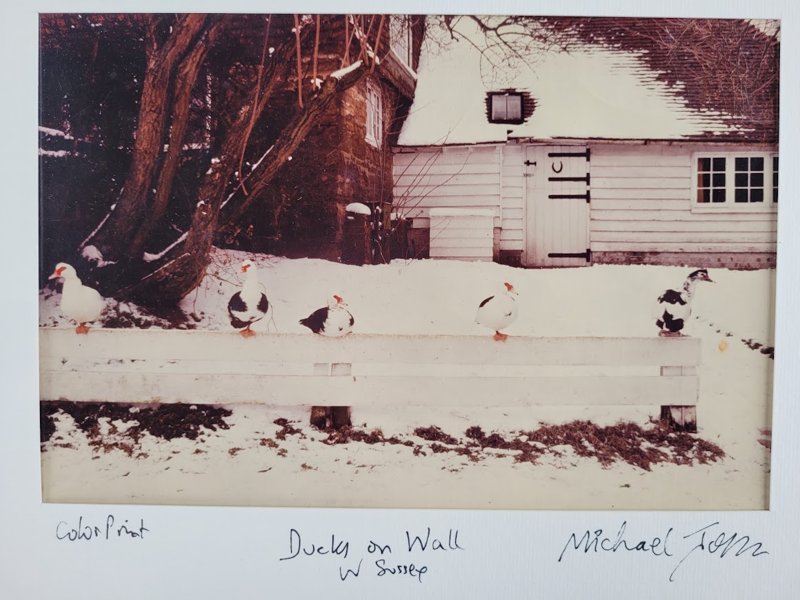 Ducks on the fence in West Sussex by Michael Joseph