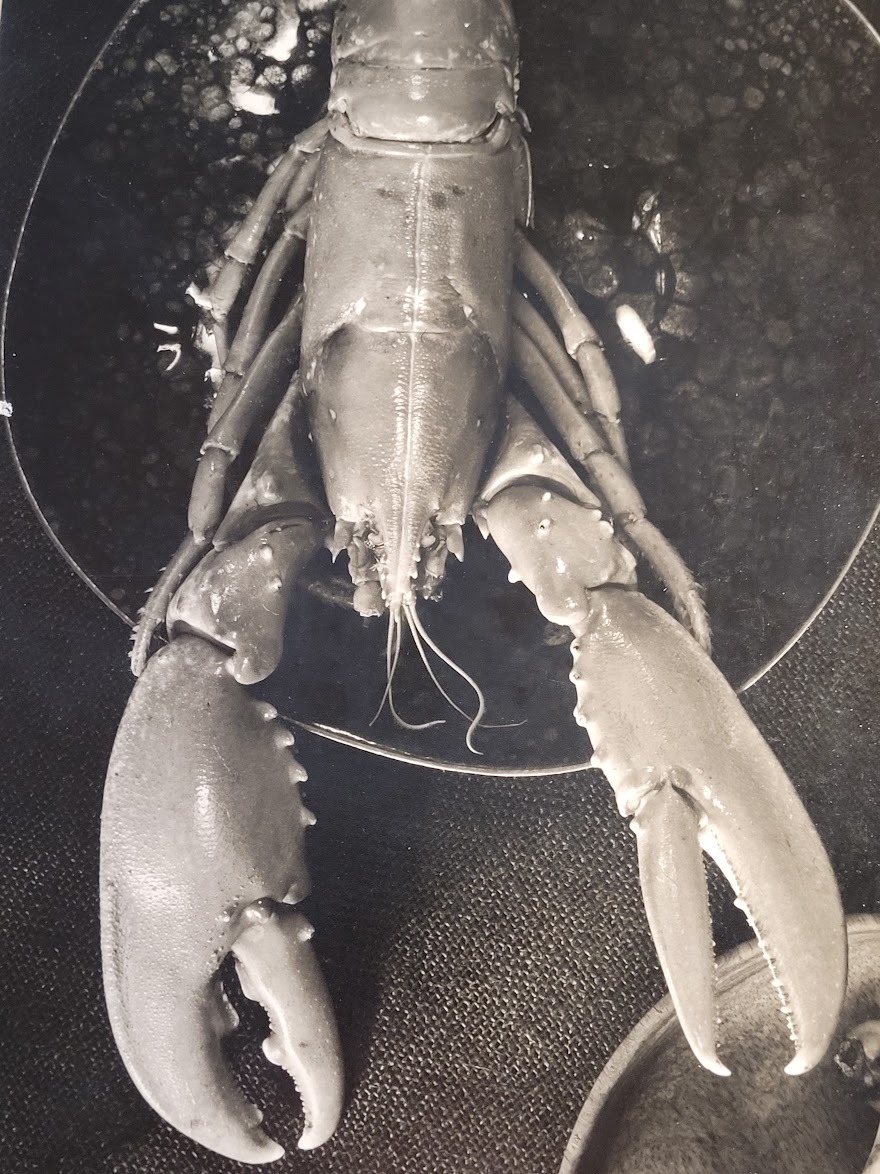 Un homard et trois bananes (tirage authentique noir et blanc réalisé en chambre noire) par Michael Joseph