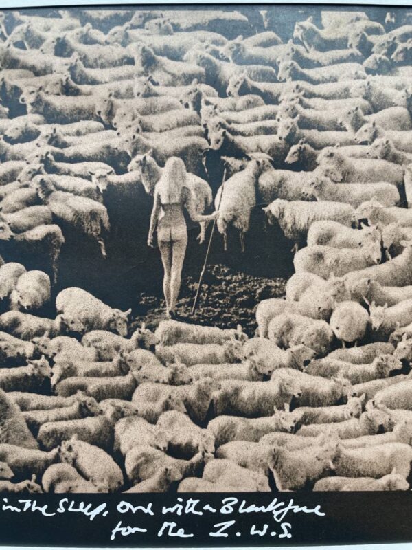 Nude swedish model surrounded by sheep (wool advert for IWF from the seventies) large format black and white print by Michael Joseph