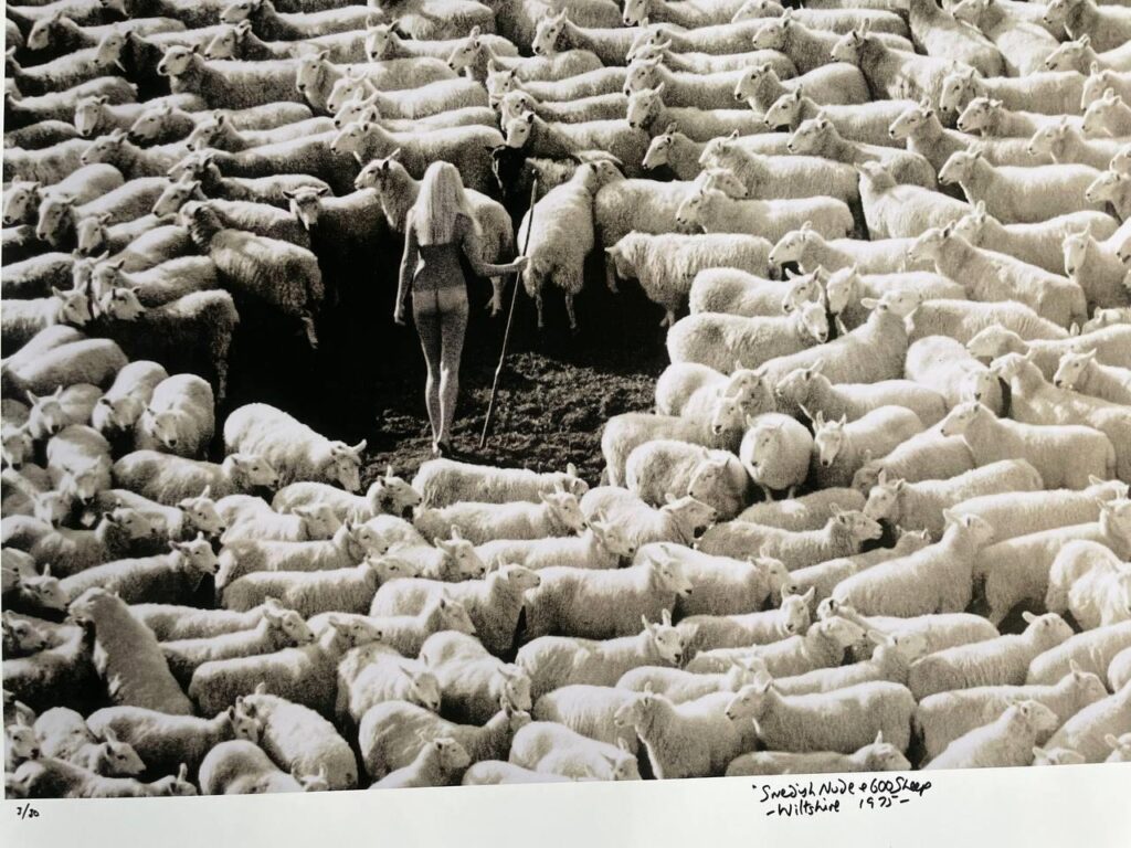 Nude swedish model surrounded by sheep (wool advert for IWF from the seventies) large format black and white print by Michael Joseph