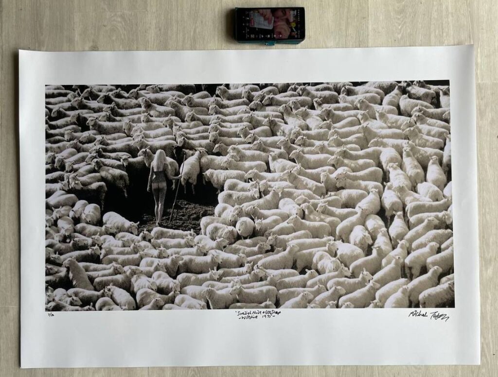 Nude swedish model surrounded by sheep (wool advert for IWF from the seventies) large format black and white print by Michael Joseph
