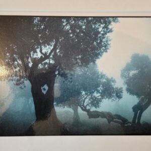 Misty Olive grove, a colour laminated print by Michael Joseph