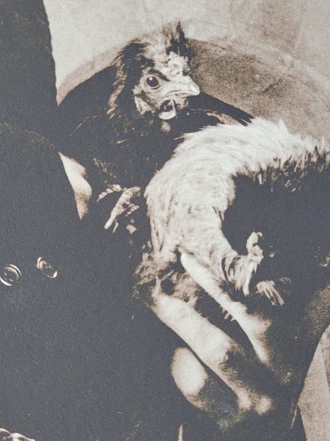 Mick and Chick, Portrait de Mick Jagger avec la poule de Sarum Chase, lors du shooting Beggars' Banquet le 7 Juin 1968