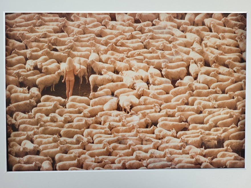 Nude girl in sheep - 1970 swedish model surrounded by herd of white furry animals - unique laminated colour print by Michael Joseph