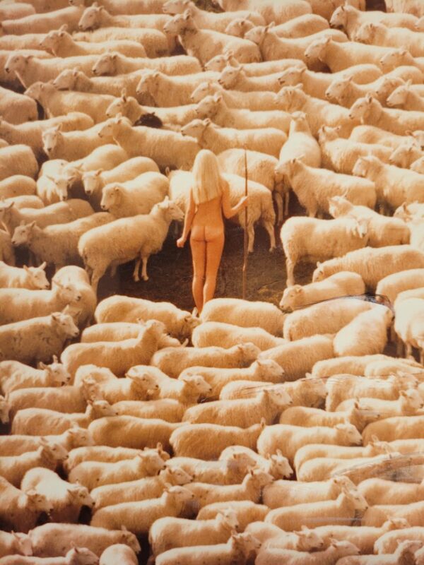 Nude girl in sheep - 1970 swedish model surrounded by herd of white furry animals - unique laminated colour print by Michael Joseph