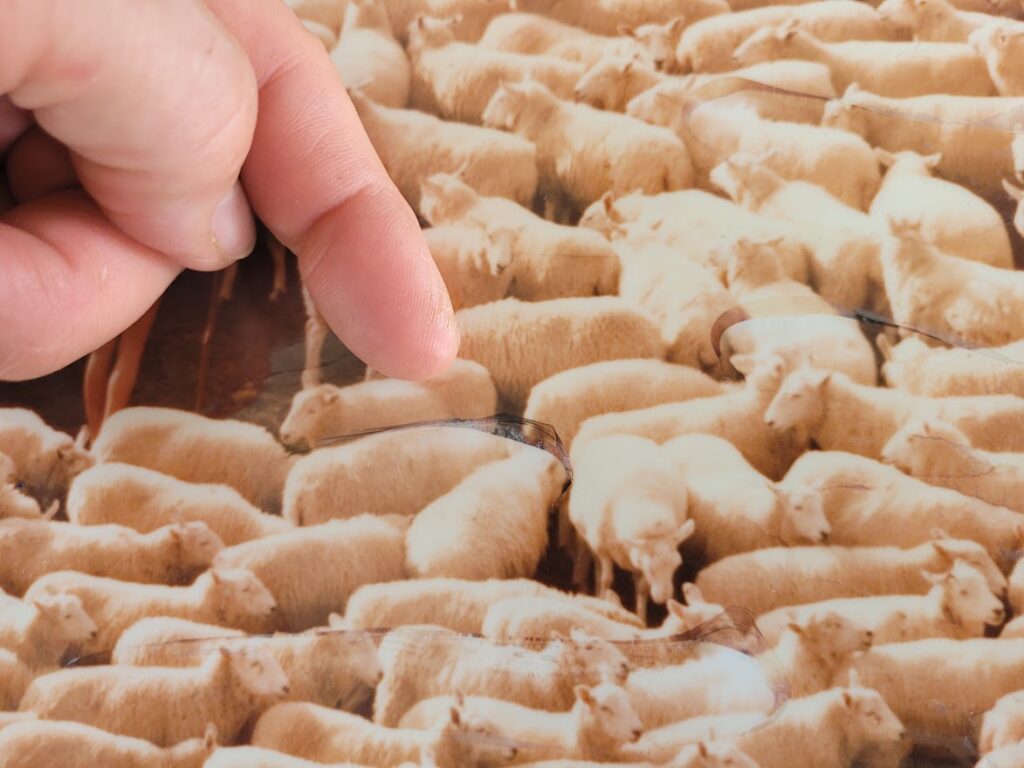 Nude girl in sheep - 1970 swedish model surrounded by herd of white furry animals - unique laminated colour print by Michael Joseph