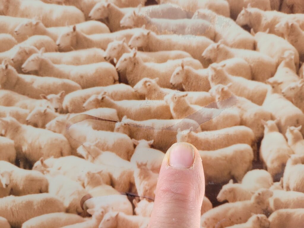 Nude girl in sheep - 1970 swedish model surrounded by herd of white furry animals - unique laminated colour print by Michael Joseph