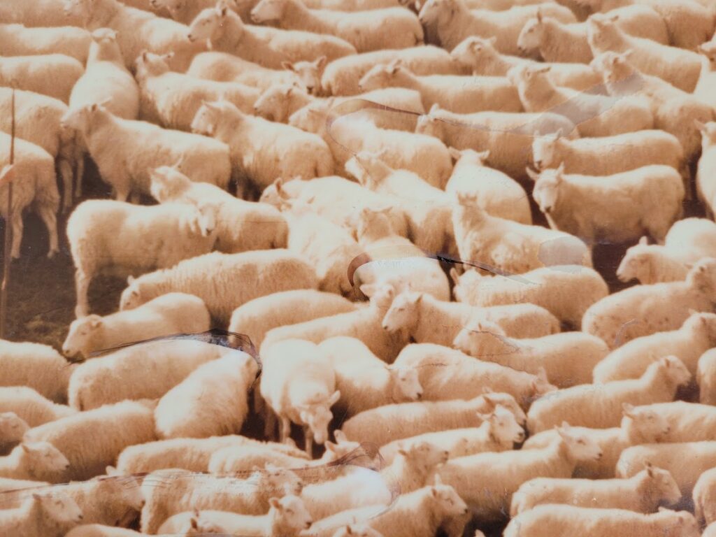 Nude girl in sheep - 1970 swedish model surrounded by herd of white furry animals - unique laminated colour print by Michael Joseph