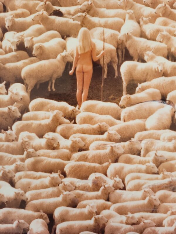 Nude girl in sheep - 1970 swedish model surrounded by herd of white furry animals - unique laminated colour print by Michael Joseph