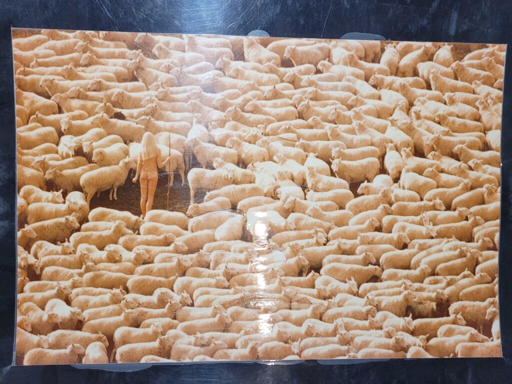 Nude girl in sheep - 1970 swedish model surrounded by herd of white furry animals - unique laminated colour print by Michael Joseph