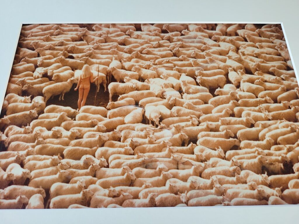 Nude girl in sheep - 1970 swedish model surrounded by herd of white furry animals - unique laminated colour print by Michael Joseph