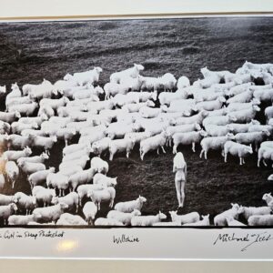 End of Girl in sheep photoshoot (a wool advert from the seventies) - black and white print by Michael Joseph