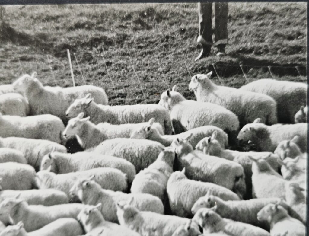 La bergère nue et entourée de moutons, tirage chambre noire, sans avoir été recadrée par Michael Joseph