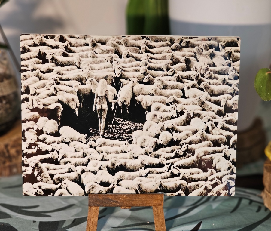 Woman in Wool, slightly warm-toned edition – glossy finish – print on aluminium