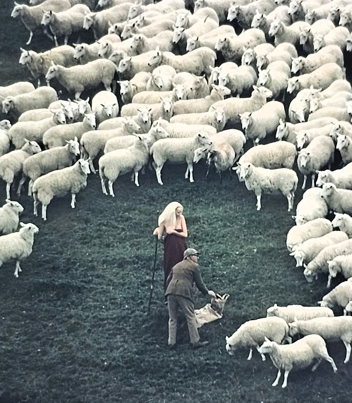 Man helps a nude model while surrounded by sheep during a photoshoot