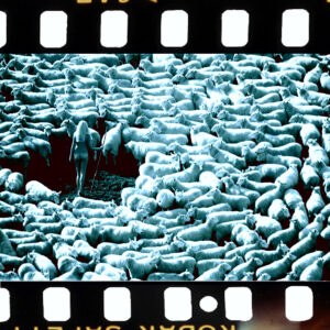 Modèle suédois nu entouré de moutons, de la collection Nude but not rude, London Advertising Photography Carte postale de Michael Joseph