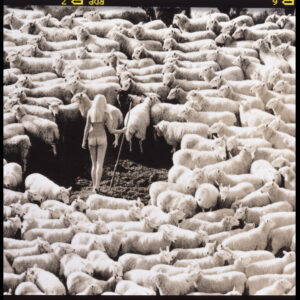 Modèle suédois nu entouré de moutons, de la collection Nude but not rude, London Advertising Photography Carte postale de Michael Joseph