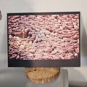 Nude in sheep, colour edition, print on aluminium, matt finish with black border