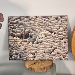 Nude in sheep, colour edition, print on aluminium, matt finish photo by Michael Joseph