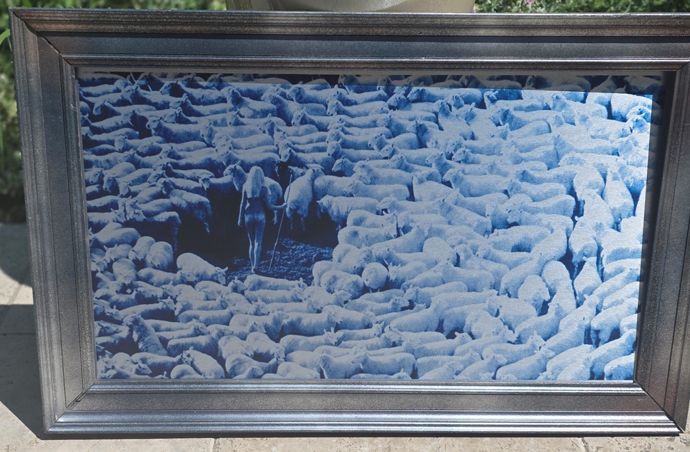 Nude in Sheep, print on aluminium, Michael Joseph