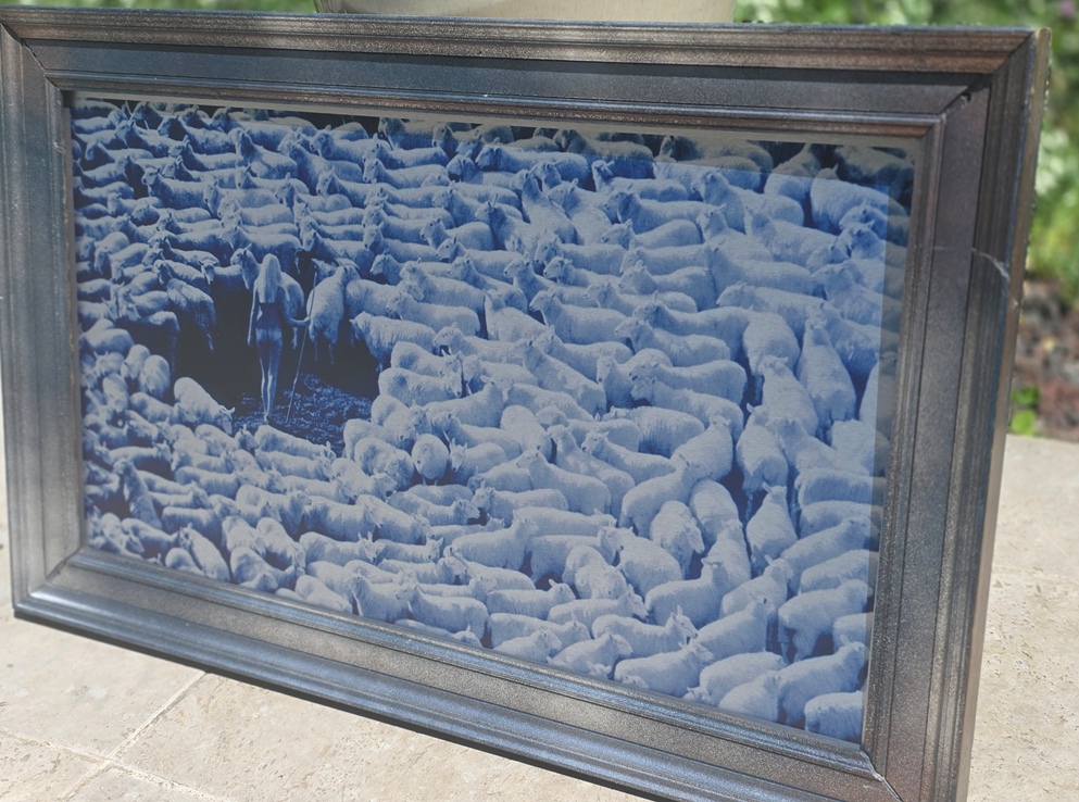 Nude in Sheep, print on aluminium, Michael Joseph