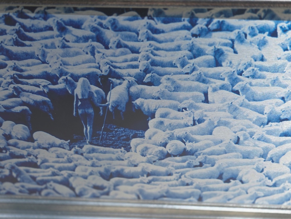 Nude in Sheep, print on aluminium, Michael Joseph