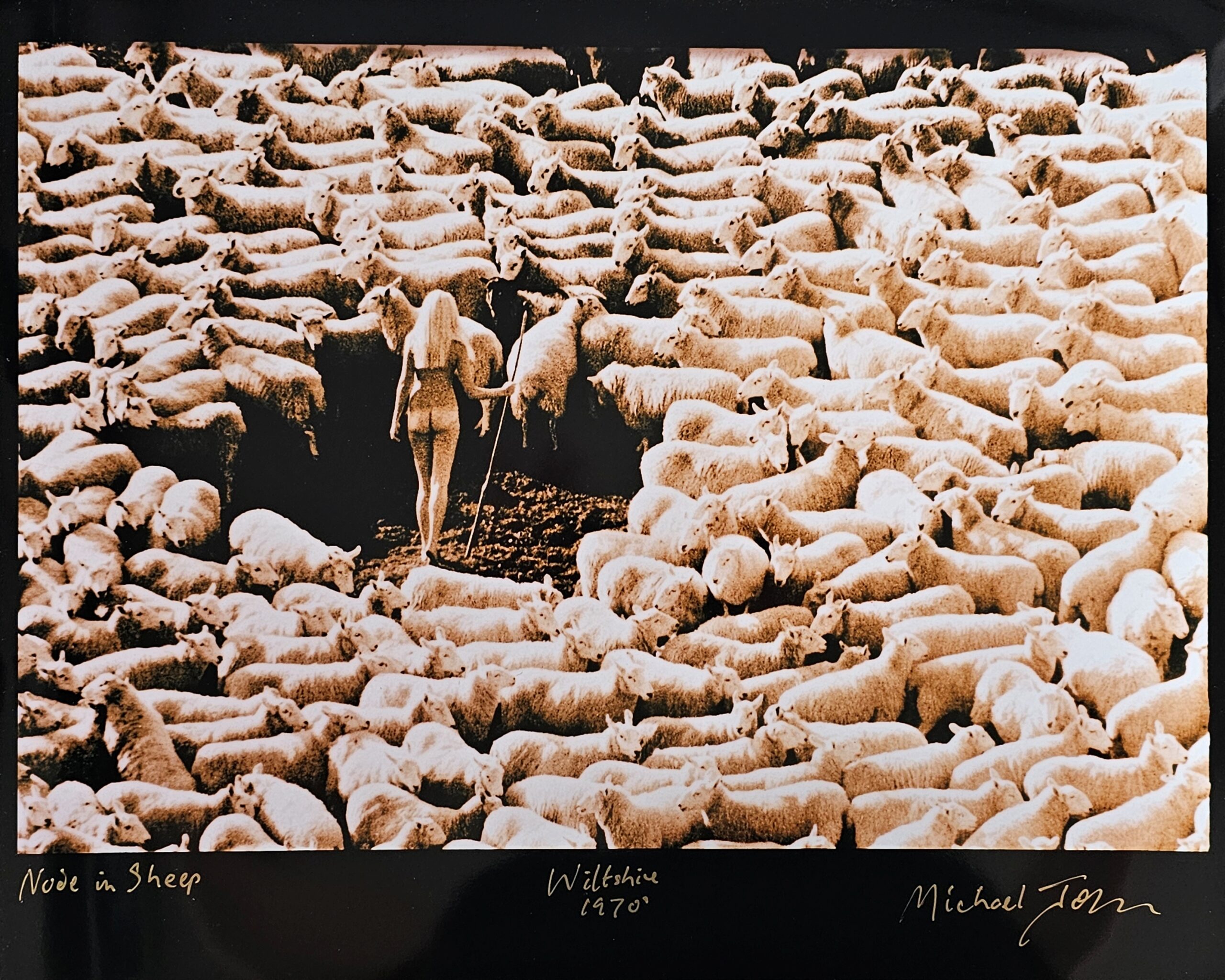 Nude in sheep, 1971 photo for the International Wool Foundation, unclothed shepherdess and her flock by Michael Joseph