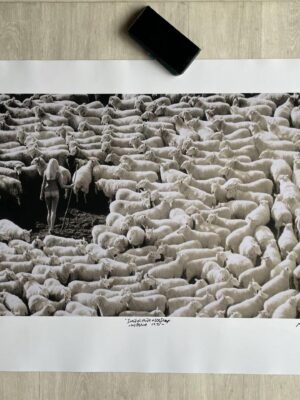 Nude Shepherdess Among the Sheep (IWF Wool Campaign, 1970s) Large-Format Unique Black & White Print, Signed by Michael Joseph