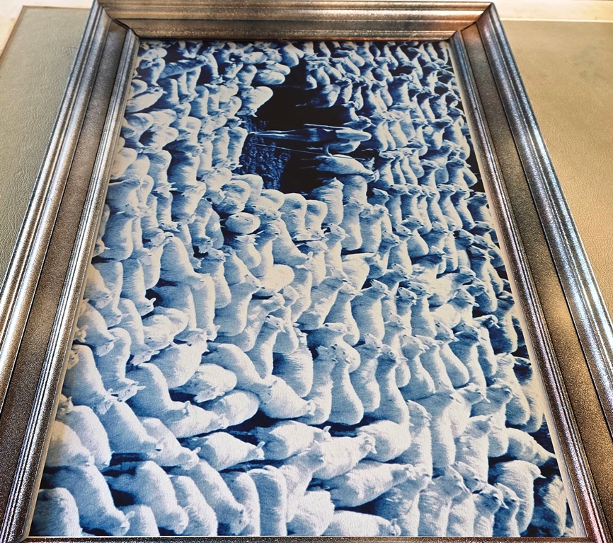 Nude in Sheep, Blue artistic print on aluminium, photo by Michael Joseph – Image 5