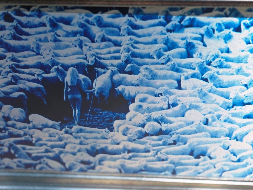 Nude in Sheep, Blue artistic print on aluminium, photo by Michael Joseph – Image 4