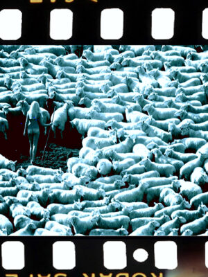 Modèle suédois nu entouré de moutons, de la collection Nude but not rude, London Advertising Photography Carte postale de Michael Joseph