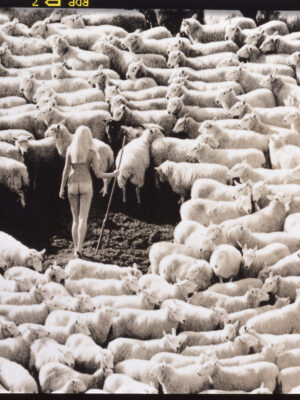 Modèle suédois nu entouré de moutons, de la collection Nude but not rude, London Advertising Photography Carte postale de Michael Joseph