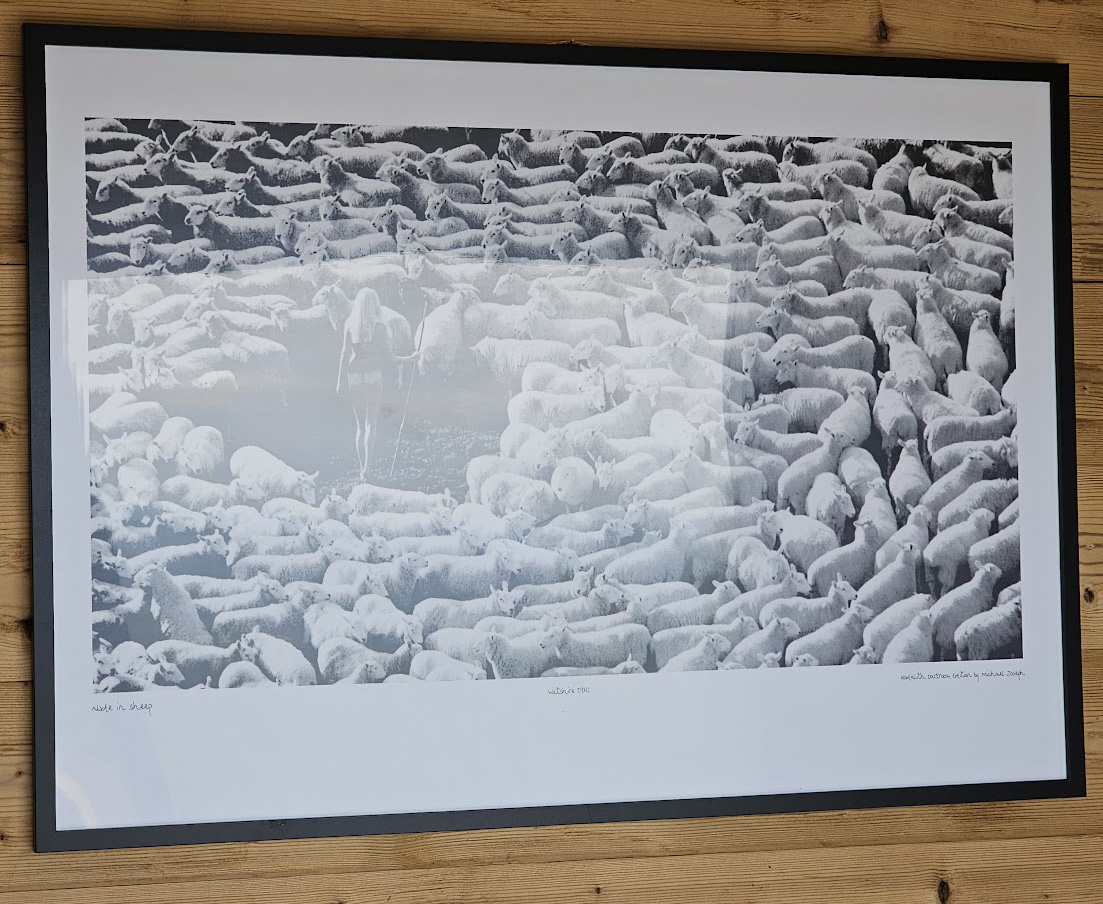 Bergère nue dans troupeau de moutons (publicité pour la laine IWF, années 70) – affiche en noir et blanc, photo par Michael Joseph – Image 4