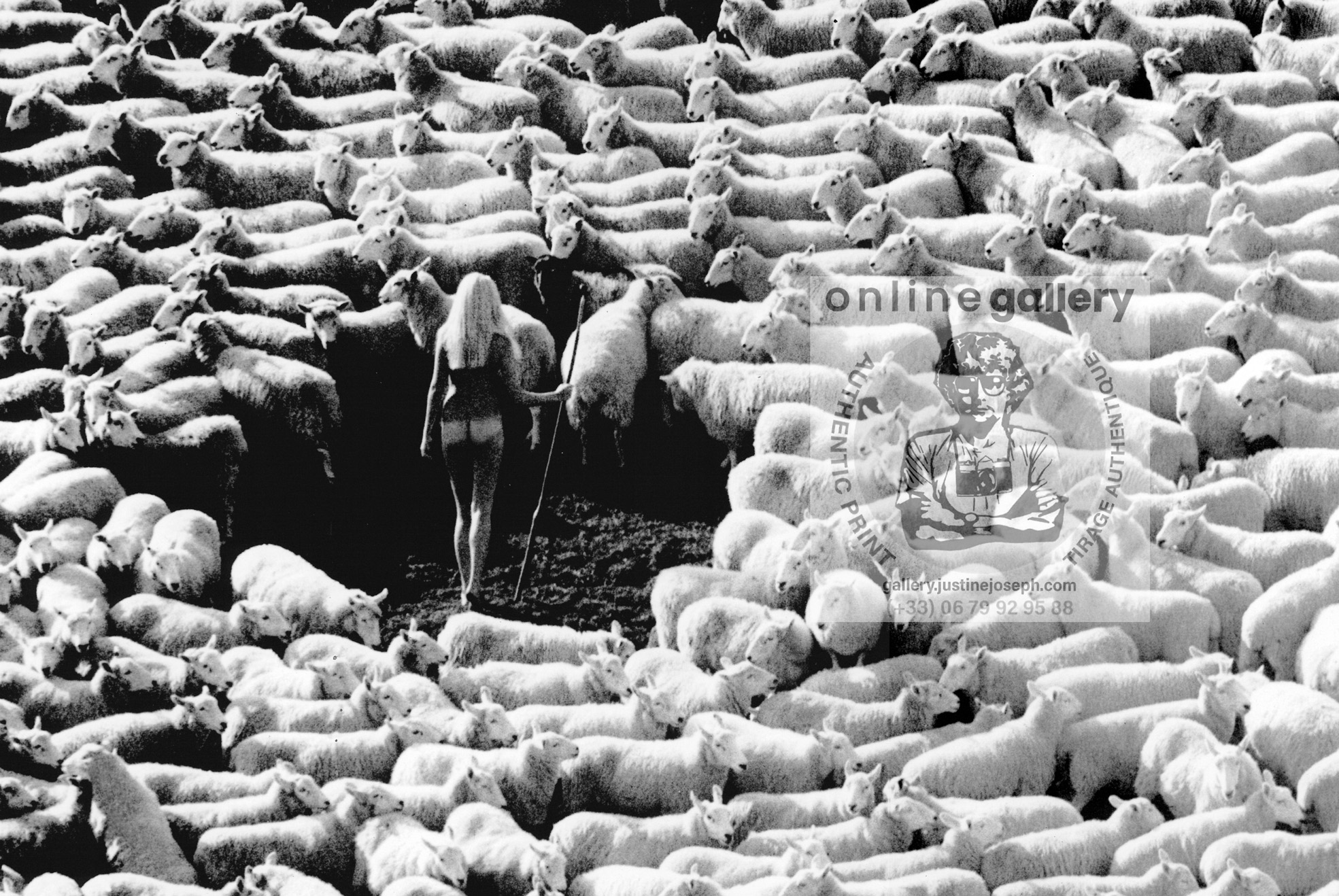 Bergère nue dans troupeau de moutons (publicité pour la laine IWF, années 70) – affiche en noir et blanc, photo par Michael Joseph – Image 2