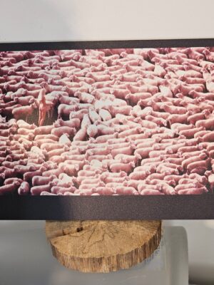 Nude in sheep, colour edition, print on aluminium, matt finish with black border