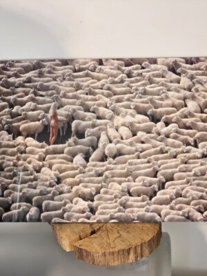 Nude in sheep, colour edition, print on aluminium, matt finish photo by Michael Joseph