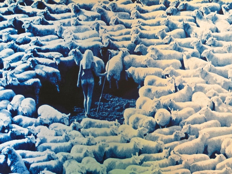 Nude in Sheep, Blue artistic print on aluminium, photo by Michael Joseph - Image 2