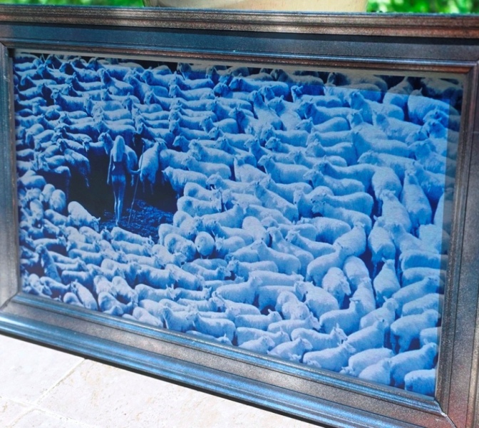 Nude in Sheep, Blue artistic print on aluminium, photo by Michael Joseph - Image 3