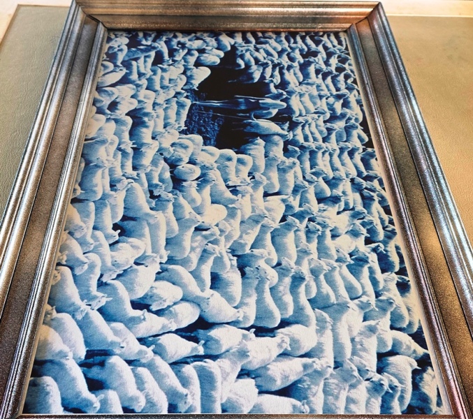 Nude in Sheep, Blue artistic print on aluminium, photo by Michael Joseph - Image 4