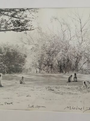 Singes dans la parc sud-africain, par Michael Joseph