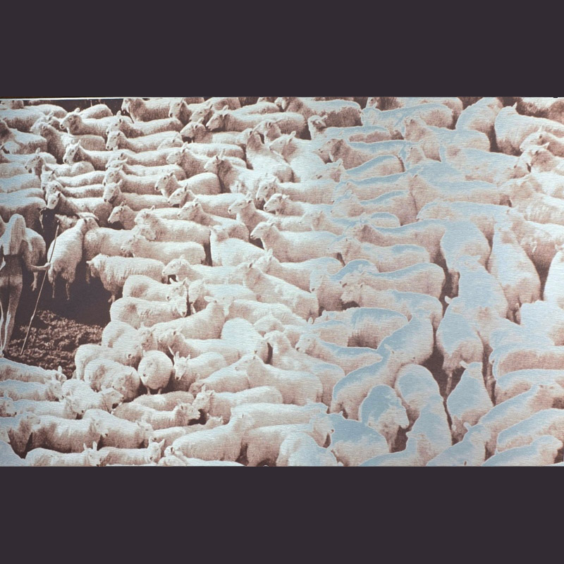 Nude in Sheep, Tirage artistique coloris brun sur aluminium, photo par Michael Joseph, dans cadre couleur doré – Image 3