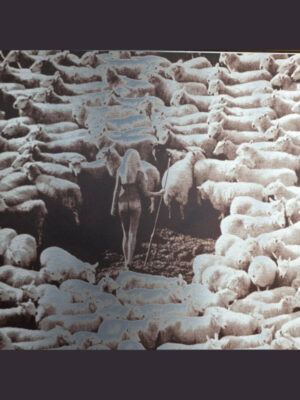 Nude in Sheep, Tirage artistique coloris brun sur aluminium, photo par Michael Joseph, dans cadre couleur doré
