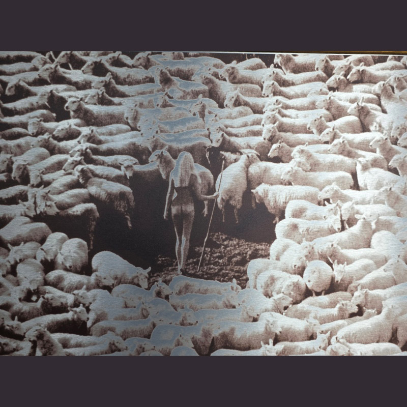 Nude in Sheep, Tirage artistique coloris brun sur aluminium, photo par Michael Joseph, dans cadre couleur doré