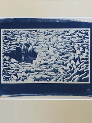 Bergère nue entourée de moutons - Cyanotype sous passe-partout blanc-cassé - photo par Michael Joseph