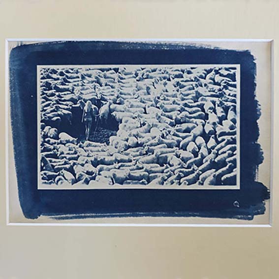 Bergère nue entourée de moutons - Cyanotype sous passe-partout blanc-cassé - photo par Michael Joseph