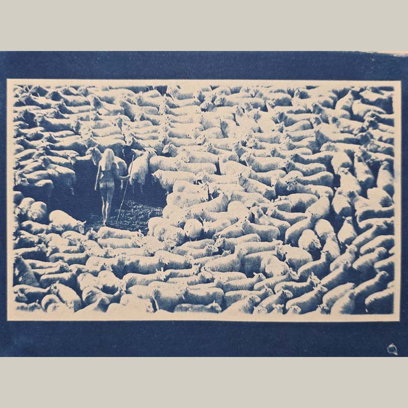 Bergère nue entourée de moutons - Cyanotype sous passe-partout blanc-cassé - photo par Michael Joseph – Image 3